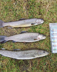 36Pcs Nymph Fly Fishing Flies Set Fly Tying Kit Lure For Coregonus Perch Trout-Yazhida fishing tackle-A-Bargain Bait Box
