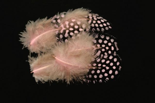 Tigofly 100 Pcs/Lot 11 Colors Loose Guinea Pearl Hen Feather Fowl Plumage-Fly Tying Materials-Bargain Bait Box-Light Pink-Bargain Bait Box