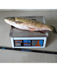 Super Deal Fiberglass Stream River Fishing Rod Telescopic Hand Pole Carp Fishing-XC LOHAS Fishing-tackle Store-2.1 m-Bargain Bait Box